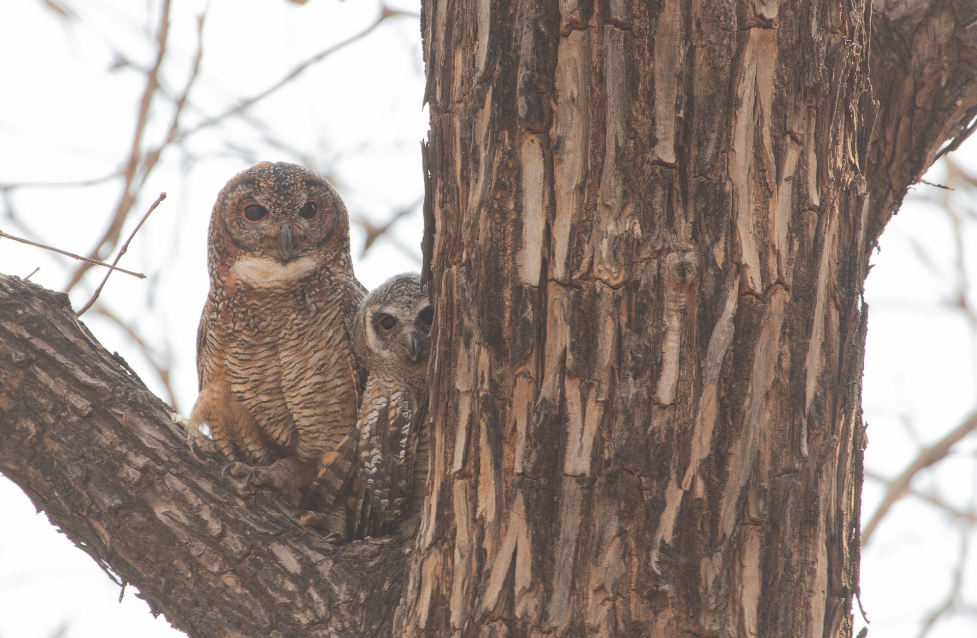 Mottled Wood Owl mother infant